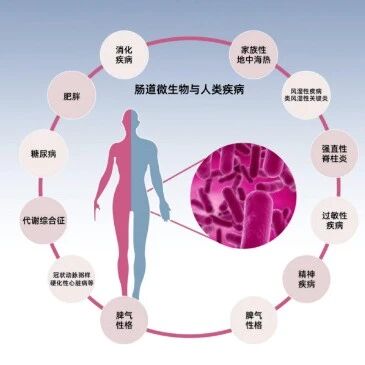 益生菌，给肠道上一道保险！